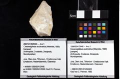 Foto (Objket + Etiketten) von Cracensigillatus acutirostrus (Moericke, 1889) 